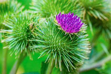 A burdock plant in the summer sunshine, with a shallow depth of field - obrazy, fototapety, plakaty