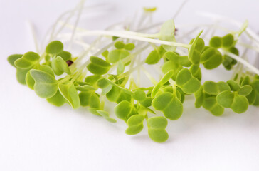Green sprouts on a white background