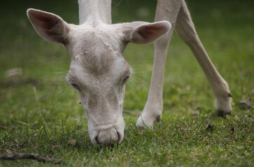 white fallow deer eating grass
