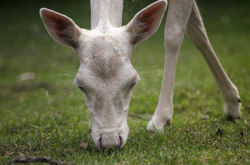 white fallow deer is grazing on the meadow
