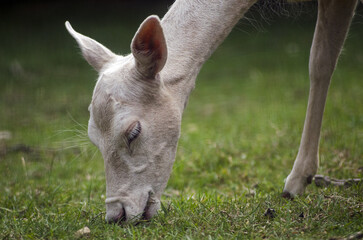 white fallow deer eating grass