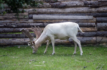 white fallow deer eating grass