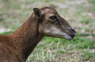 close up of a brown moufflon