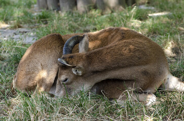  close up of a brown moufflon
