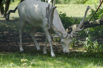 white fallow deer is grazing in the meadow