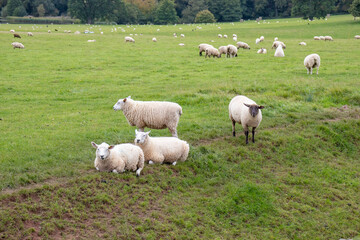 Obraz premium Sheep grazing in the countryside.