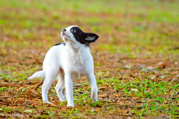 Cheerful little dog playing over green lawn