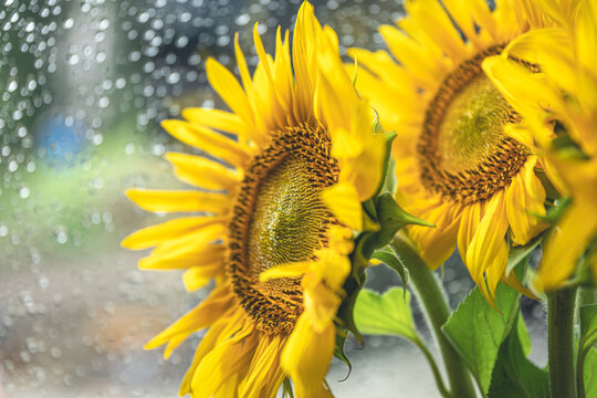 Close-up, a bouquet of sunflowers on a blurred background.