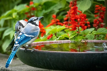 blue jays at the bird bath in garden, Red Silvia flowers