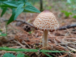 fly agaric mushroom gray in the forest