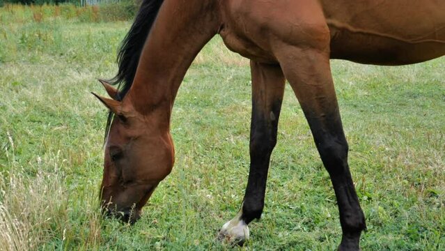un cheval broute l'herbe dans le pr&eacute;
