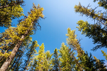 Pine forest canopy in summer