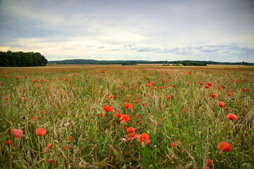 view on a poppy fields in Seine et Marne