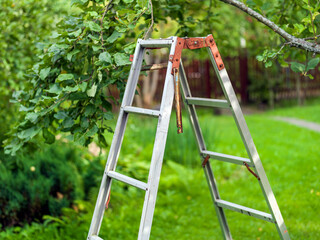 ladder in orchard