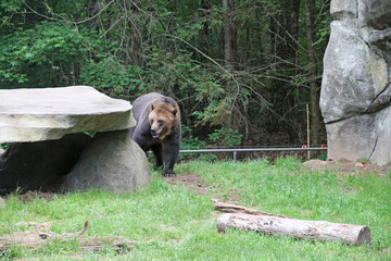 Brown grizzly bear in habitat