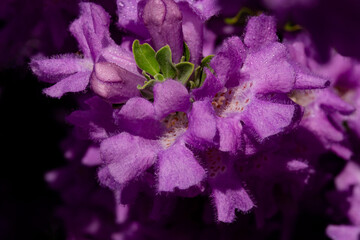 Close up, purple blooms of Texas Sage shrub, a drought resistant landscape plant in Arizona
