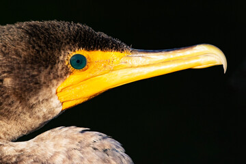 Closeup Cormorant eye and beak portrait against black background 