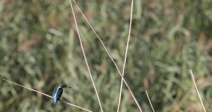 common kingfisher alcedo atthis swinging on a reed