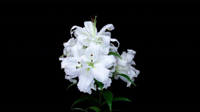 A flower opens. White lily flower on a black background, known as Lilium parryi. Time interval