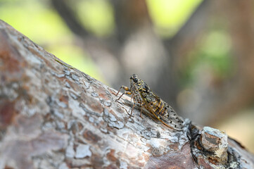 Cicada disruptively camouflaged on tree near sea. Close up of Cicada resting on a tree in forest. Insect