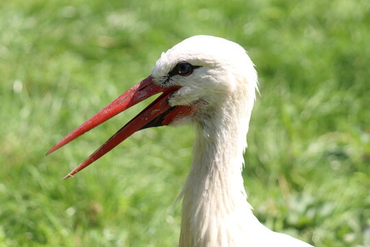 A portrait of a Southern Stork Bird. In the image the animal has their beak slightly open and is concentrating on the camera. A beautiful rare and tropical bird.