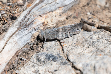 Grey crackling forest grasshopper closeup