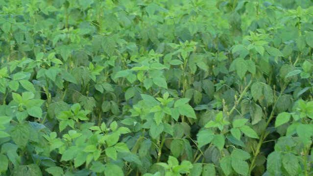 Cluster beans or gawar phali(guar)plant in field,cyamopsis tetragonoloba,is an annual legume and the source of guar gum.