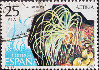 Spain - CIRCA 1979: a postage stamp from Spain, showing a Beadlet Anemone (Actinia equina) . Circa...