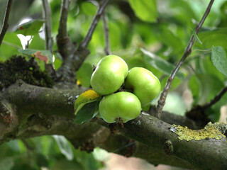 green apples hanging on a tree in front of a neutral white sky