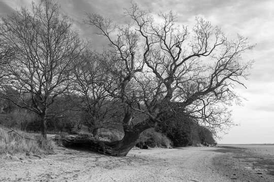 Black and white image of a fallen tree that is still growing on the beach at Nacton Foreshore, Suffolk, England,