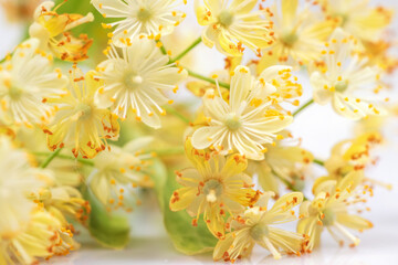 Obraz premium Linden flowers on a white background. Linden flowers bloom with leaves and petals
