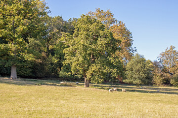 Fototapeta premium Sheep grazing in the countryside.