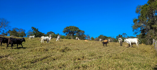 Fototapeta na wymiar farm landscape view in the countryside of Brazil