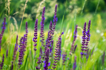 Close up Salvia nemorosa herbal plant with violet flowers in a meadow
