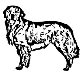 Golden Retriever Standing