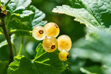 White currant in the garden. Close up