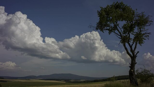 This is a lonely tree in a field and running clouds with sunlight.
