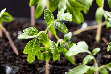 Growing tomatoes from seeds, step by step. Step 7 - the sprouts have grown.