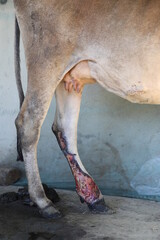 Cow affected with Lumpy Skin Disease or LSD. Cattle leg skin is rotten because of viral and bacterial infection. Quarantine and vaccination can prevent the disease. It is caused by Capripoxvirus. - obrazy, fototapety, plakaty