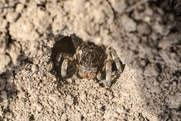Spider tarantula in a ground hole close-up