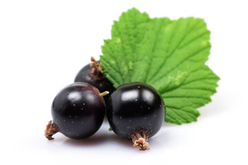 Black currant with leaves isolated on white