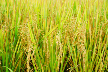 closeup rice fields, young growing rice background, farm and agriculture concept