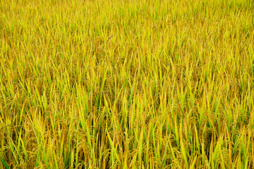 closeup rice fields, young growing rice background, farm and agriculture concept