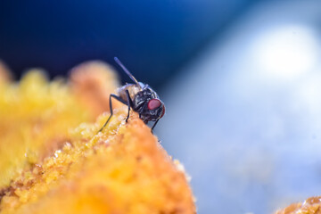 close-up photo of flies on the surface of dry bread