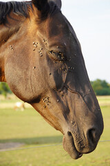 Horse with many flies on face and eyes. Brown horse with swarm of insects on face. Flies try to reach the tear fluid of the eye. City of Langenhagen Engelbostel, Lower Saxony, Germany.