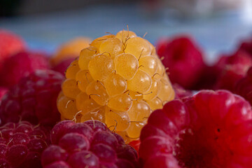 A yellow raspberry lies among red berries