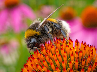 Bumblebee collects nectar on an echinacea flower