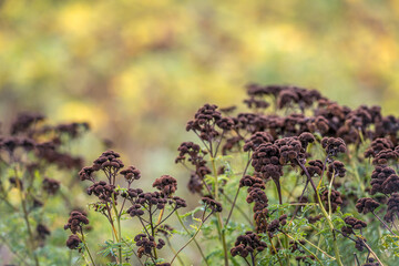 Closeup of faded and brown withered flowers of Narrow-leaved ragwort plants in the wild.