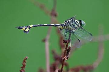 水辺に生息するオニヤンマ