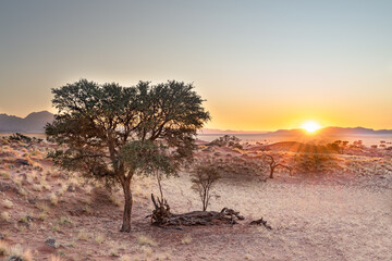 Sunrise in desert landscape with acacia tree, NamibRand Nature Reserve, Namib, Namibia